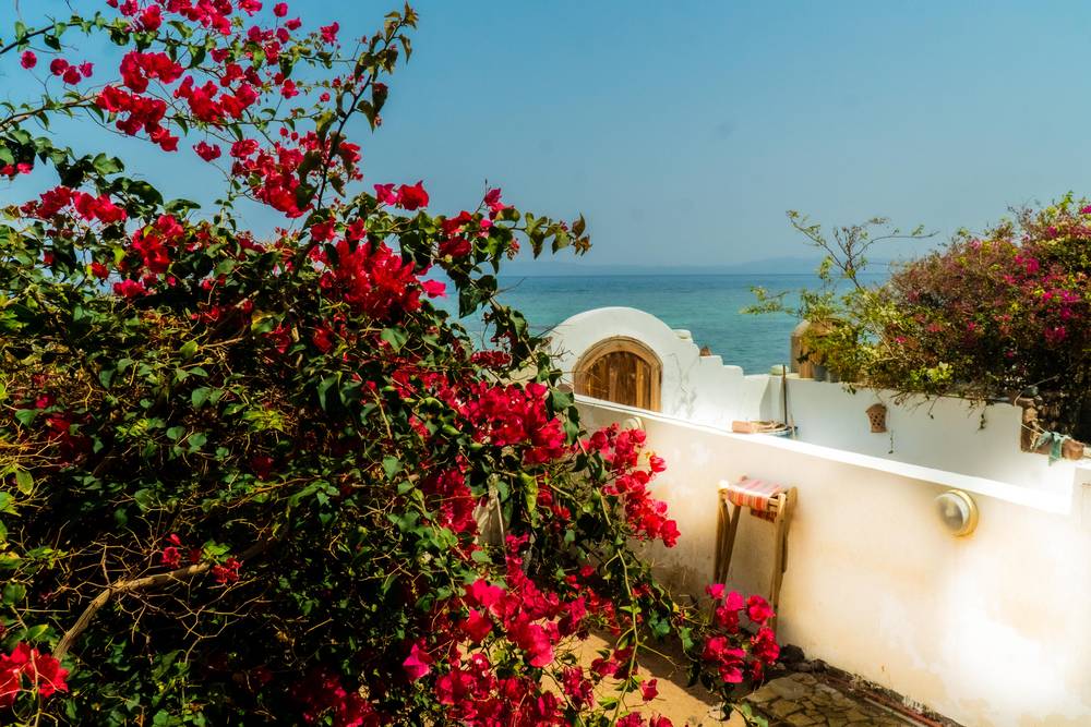 Бугенвиллия сама по себе достаточно вынослива, а в сочетании с автоматическим поливом способна заполнить любой отведенный ей объем