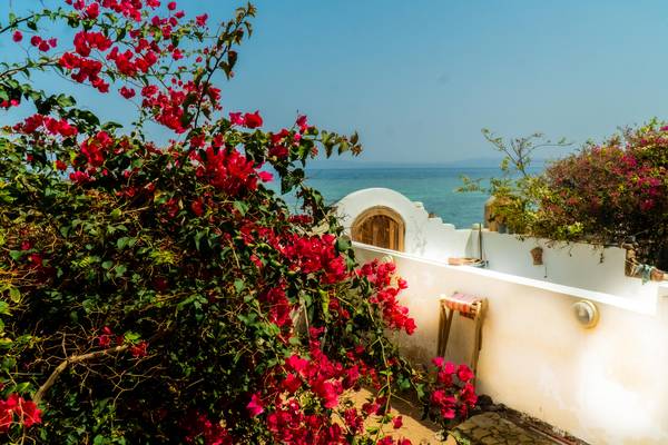Le bougainvillier est une plante assez résistante par nature, et associé à un système d'arrosage automatique, il est capable de remplir tout l'espace qui lui est alloué