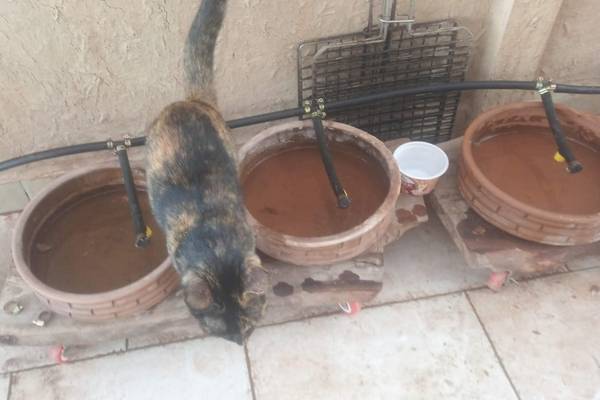 L'abreuvoir pour chats s'intègre en tant que module du système d'arrosage automatisé