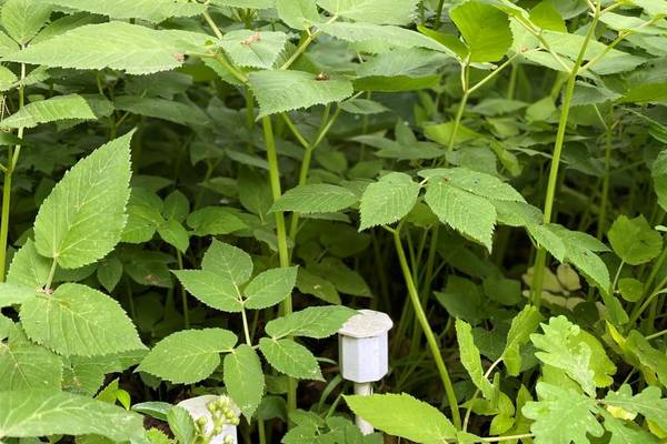 Very often, and one might even say always, it is easier to find the optimal plant for a specific location than to try to adjust the microclimate and soil parameters for a plant that is already in the ground. Think twice before planting something you are not 100% sure about. And use microclimate sensors—precise knowledge makes this kind of decision much easier